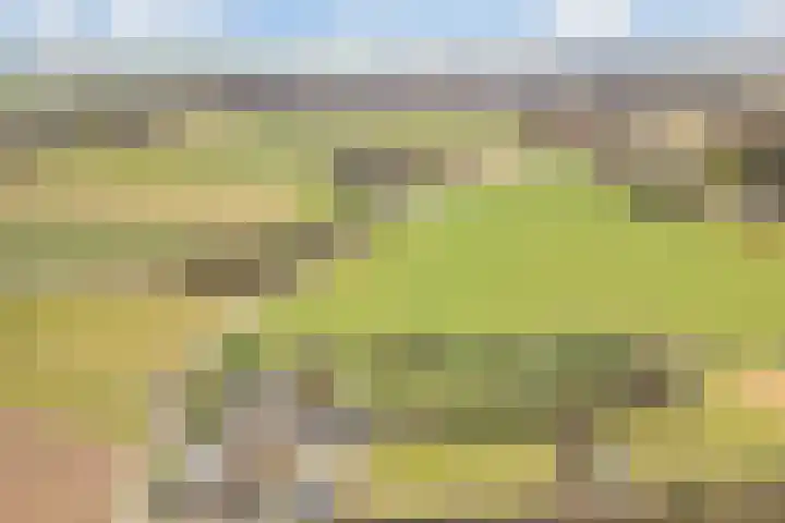 Korenveld 6 Braamt thumbnail 54