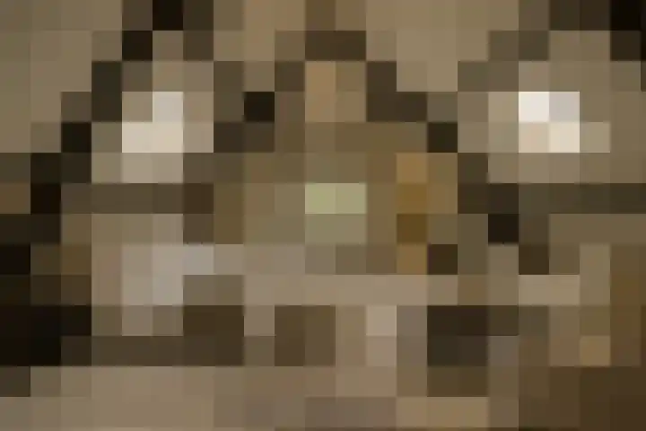 Korfgraaf 24 Hellouw thumbnail 38