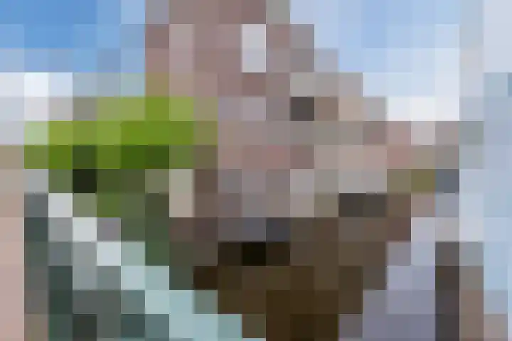 Koriander 13 Dronten thumbnail 25