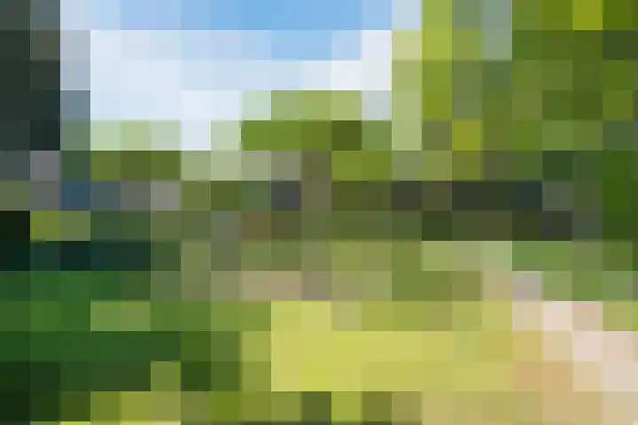 Korn 36 Dussen thumbnail 38