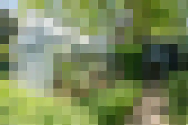 Korn 36 Dussen thumbnail 40