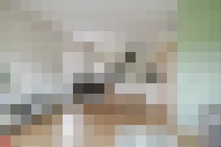 Kornet 34 Soest thumbnail 6