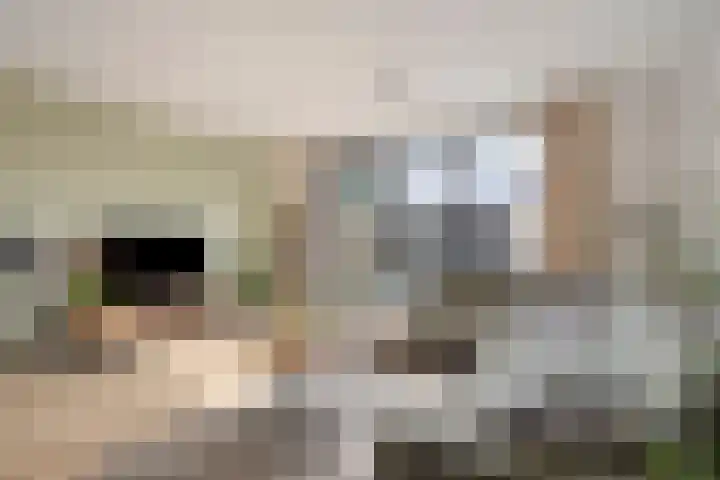 Korsebogerd 2 Lienden thumbnail 15