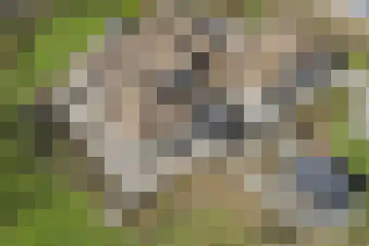 Korte Striep 3 Sint Anthonis thumbnail 81
