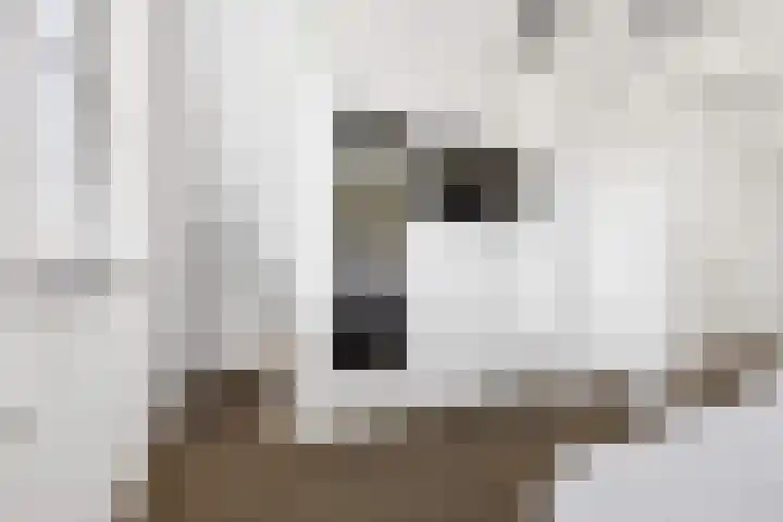 Kortgevel 13 Uden thumbnail 29