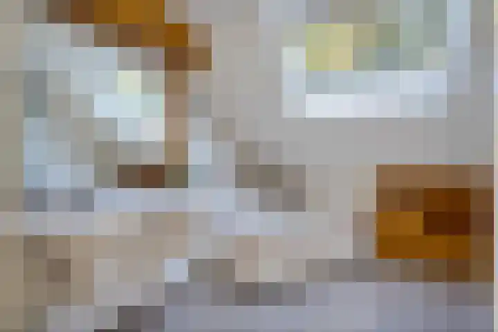 Koterhoek 37 Steenwijk thumbnail 36