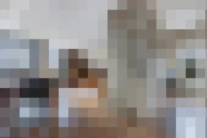 Koude Horn 123 Beverwijk thumbnail 10