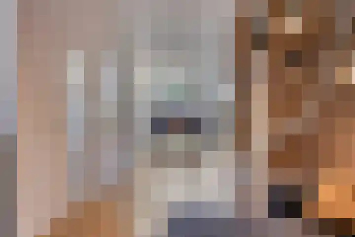 Kouter 53 Gemert thumbnail 16