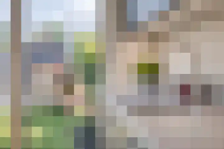 Kouter 53 Gemert thumbnail 24