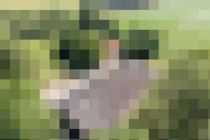 Kraaijerdijk 2 Melissant thumbnail 5