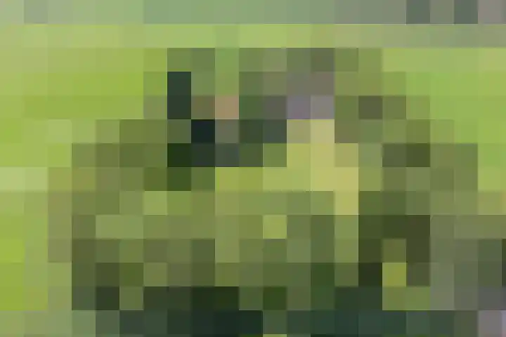 Kraaijerdijk 2 Melissant thumbnail 57