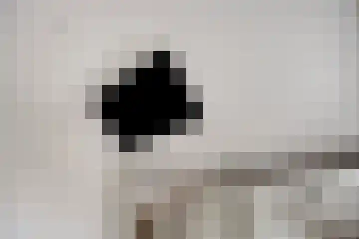 Krabbelaar 16 Uden thumbnail 30