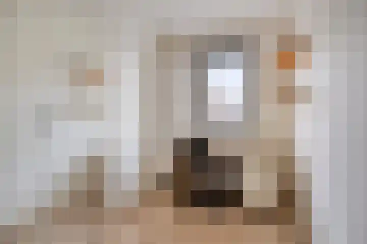 Krabbelaar 16 Uden thumbnail 34