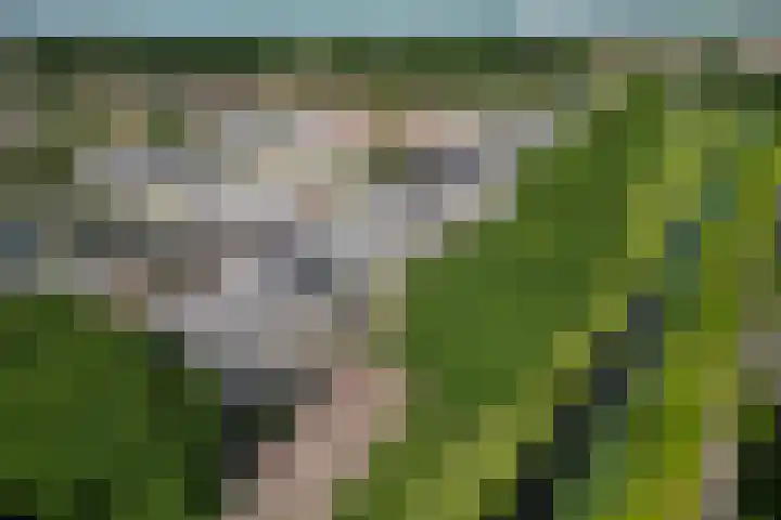 Krammer 86 Brielle thumbnail 4