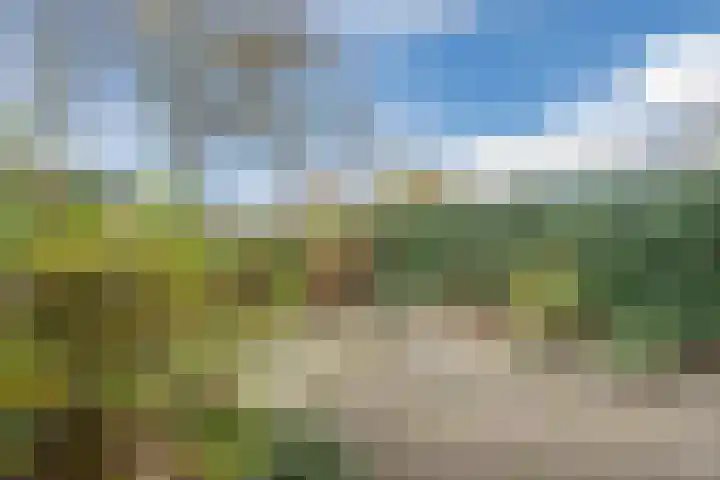 Kreeft 1 Katwijk thumbnail 50
