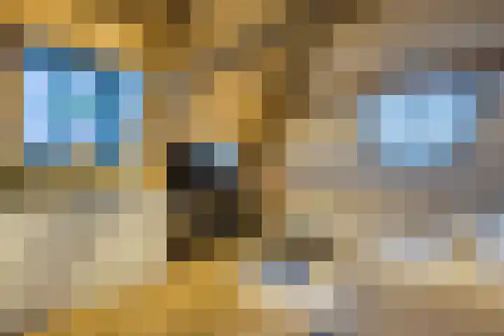 Krententuin 6 Hoorn thumbnail 9