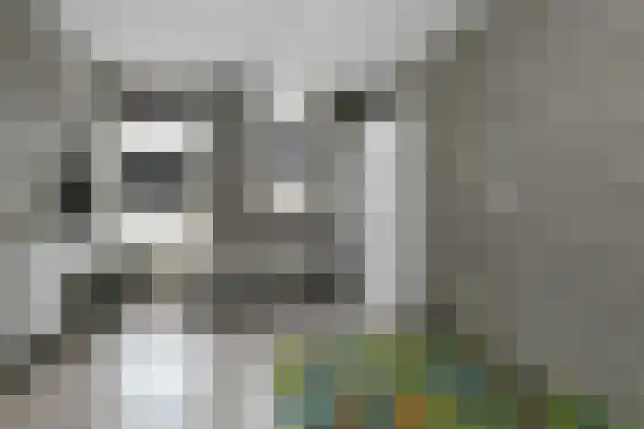 Kringgreppel 10 Nederweert-Eind thumbnail 17