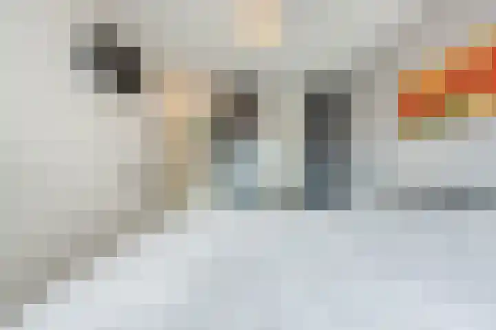 Kroezel 2 Uden thumbnail 18