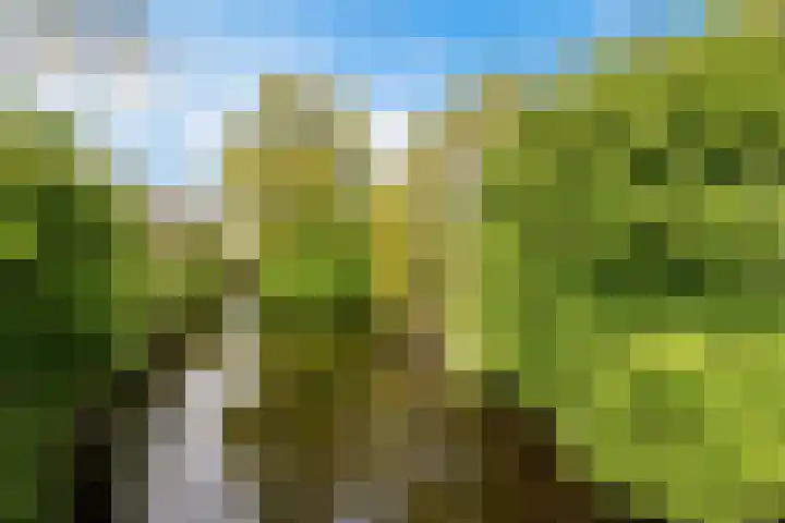 Kromdel 18 Koedijk thumbnail 36