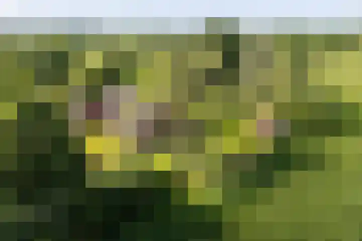 Kroondijk 1 Aalten thumbnail 13