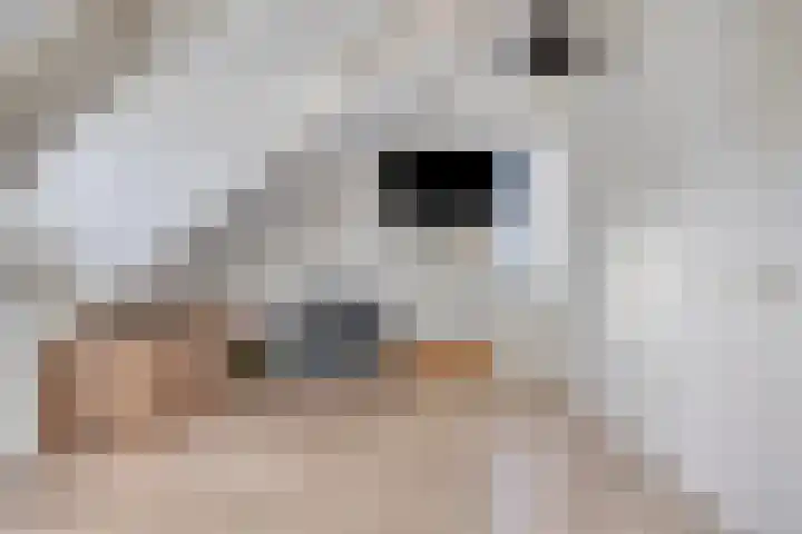 Kruidnagel 14 Gemert thumbnail 20