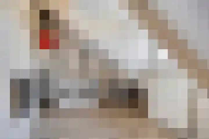 Kruidnagel 14 Gemert thumbnail 23