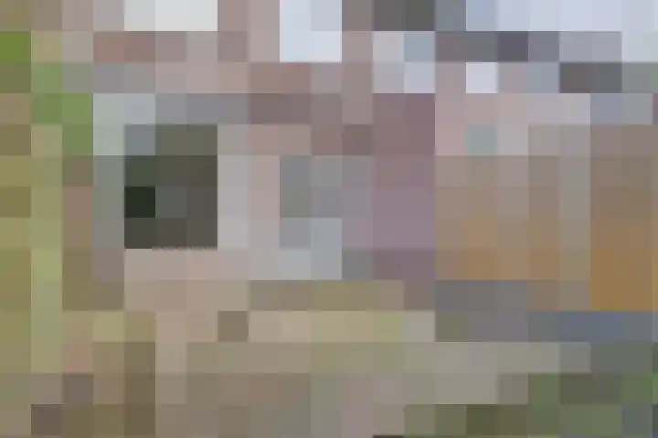 Kruisakkers 13 Annen thumbnail 26