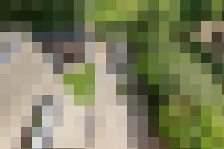 Kruisbes 29 Leiden thumbnail 37
