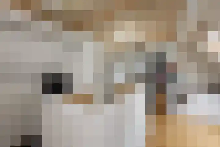 Kruiskamp 4 Eibergen thumbnail 25