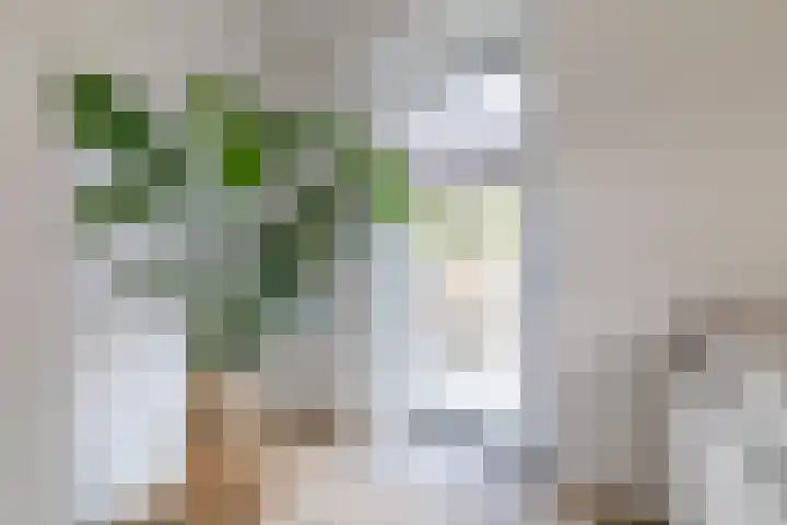Kruizemunt 9 Vroomshoop thumbnail 12