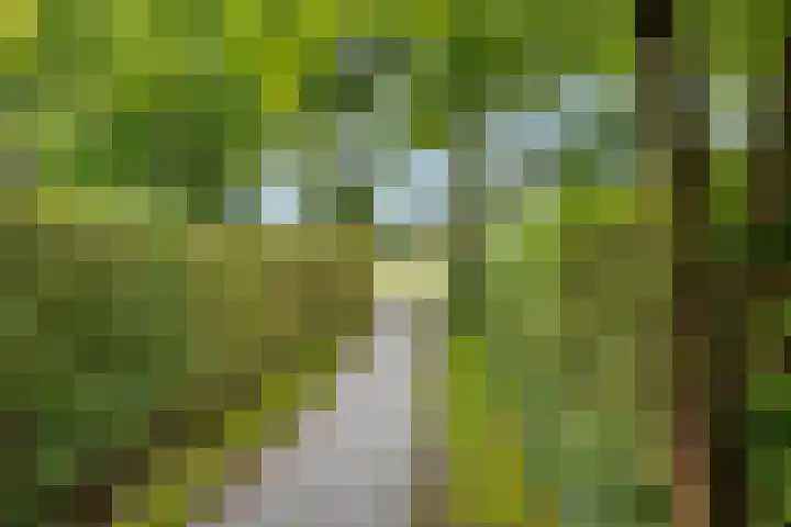 Krúslings 34 Ureterp thumbnail 45