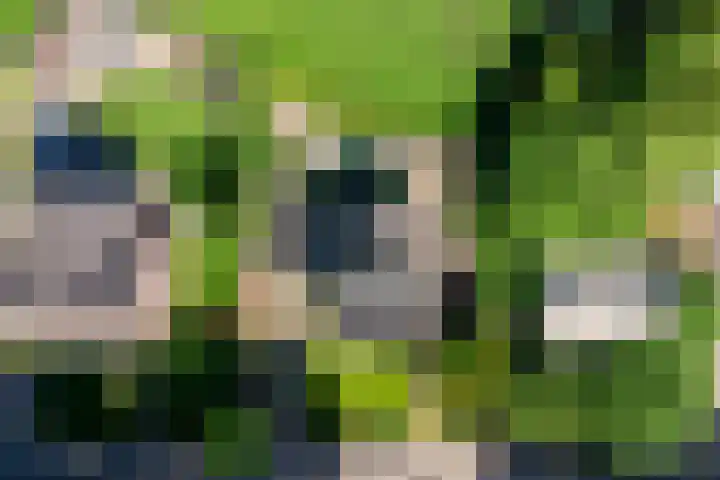 Kuilen 10 Sint Agatha thumbnail 53