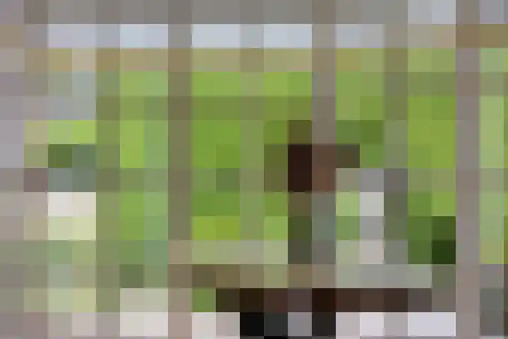 Kuiltjeshei 12 Best thumbnail 19