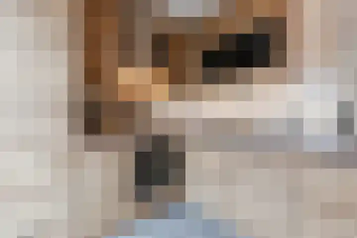 Kuukven 12 Baarlo thumbnail 15