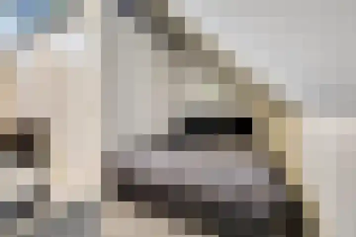Kweepeer 12 Vlijmen thumbnail 36