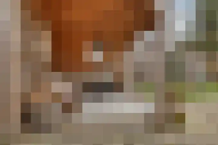 Kwikstaart 24 Siddeburen thumbnail 14