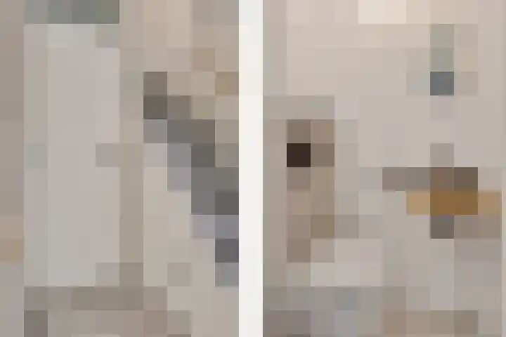 Kwikstaart 24 Siddeburen thumbnail 19