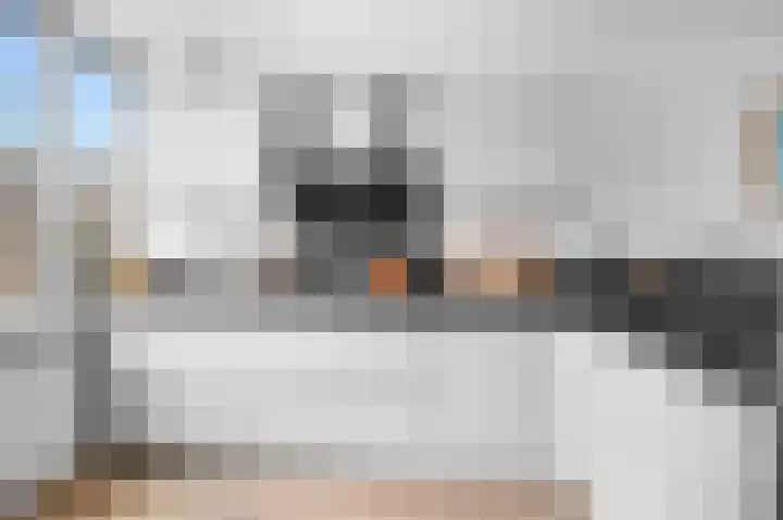 Kwikstaart 7 Deventer thumbnail 8