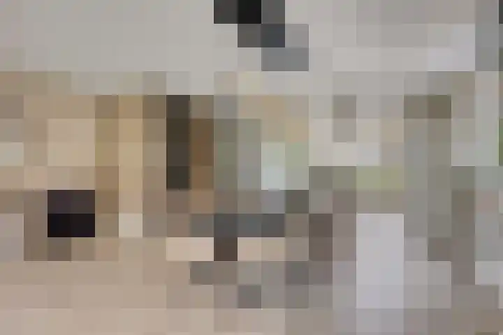 Laan van Klapwijk 23 Pijnacker thumbnail 15