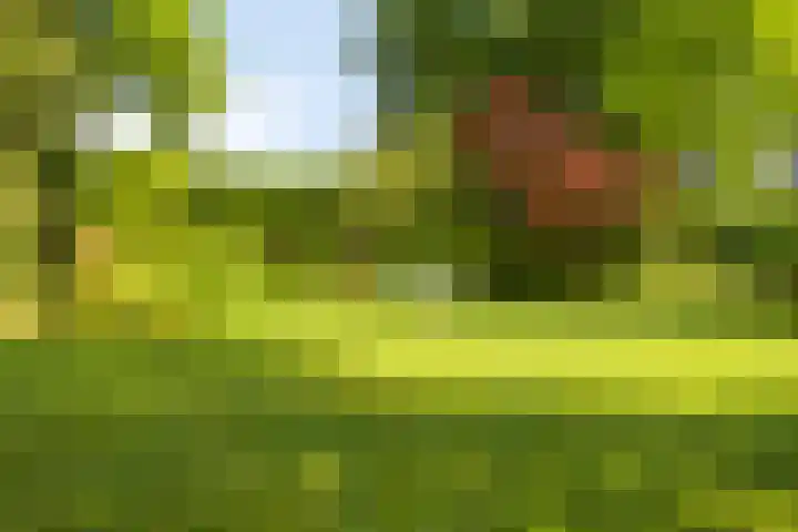 Laar 34 Nistelrode thumbnail 49