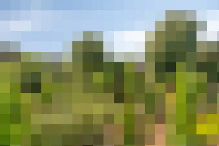 Lage Ham 88 Dongen thumbnail 45