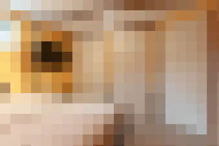 Lage Horn 20 Zaandam thumbnail 13