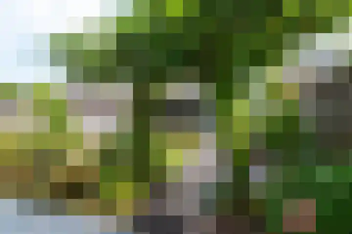 Lage Kamp 16 Denekamp thumbnail 35