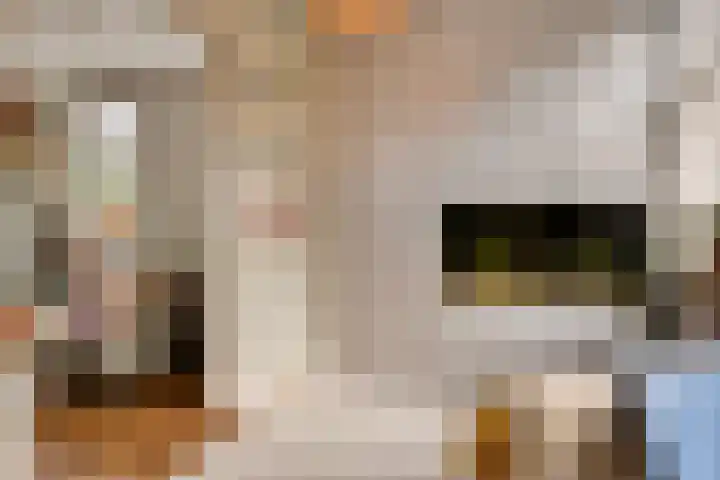 Lagestraat 1 Dieren thumbnail 18