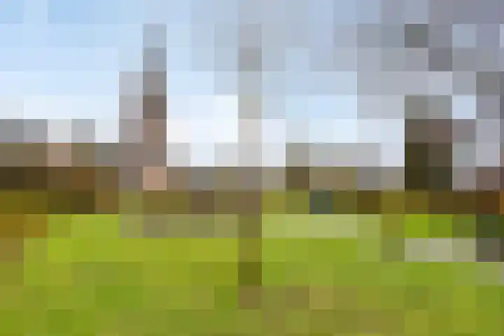 Lagestraat 1 Dieren thumbnail 52