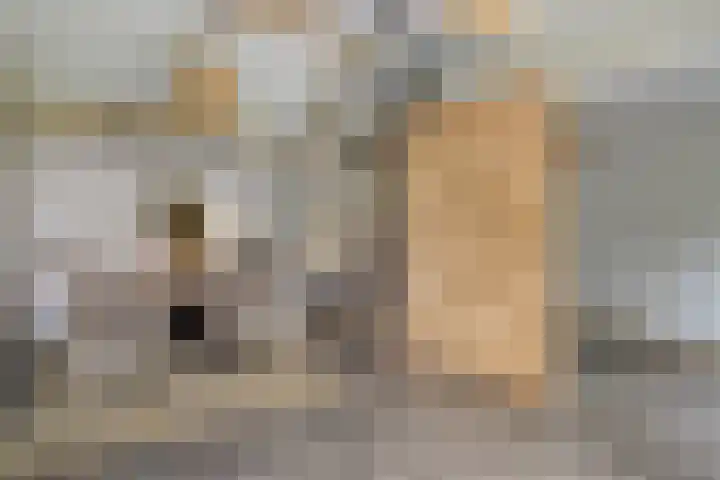 Lamperen 16 Wanroij thumbnail 29