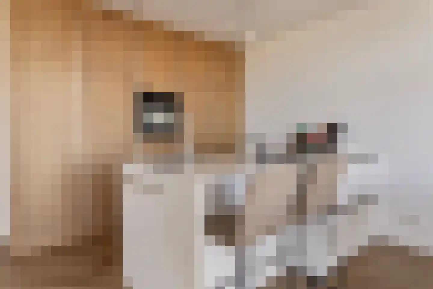 Lamsoor 43 Arnemuiden thumbnail 7