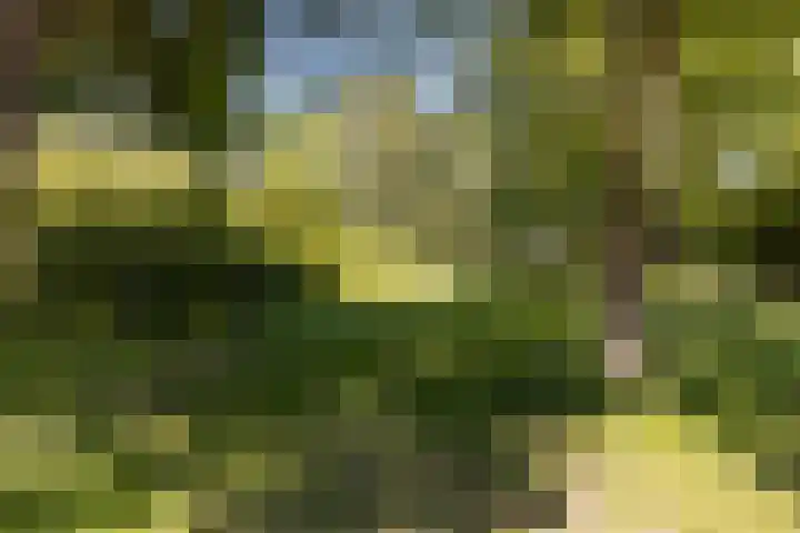 Langemeet 36 Goes thumbnail 4