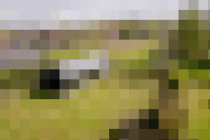 Langeweg 44 Rockanje thumbnail 45