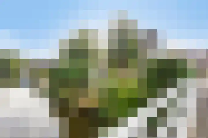 Langeweid 11 Koedijk thumbnail 42